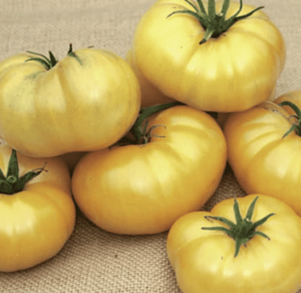 Tomato - Azoychka Yellow Beefsteak (3.25" pot)